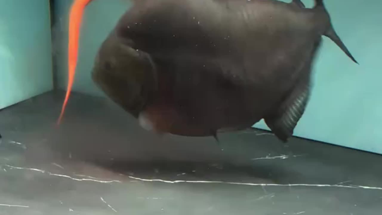 Put an Eel in the Piranha Tank… Then This Happened! 🐍🦈💥 #shorts