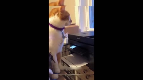 Amimals being funny