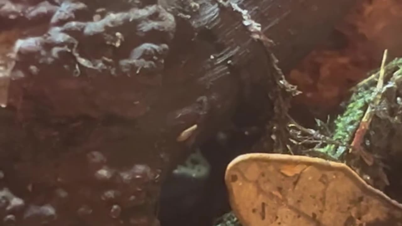 Playing hide and seek with my dart frogs