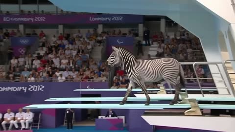 Which Animal wins the Gold medal?
