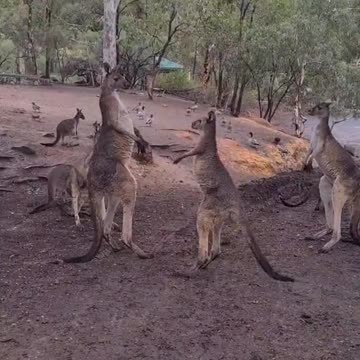 Kangaroo mating season