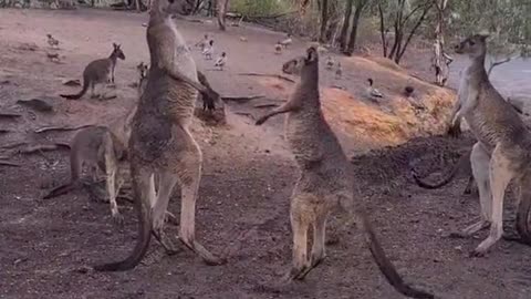 Kangaroo mating season