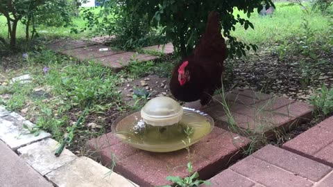 Hens drinking water