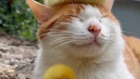 Cat and duck😅❤
