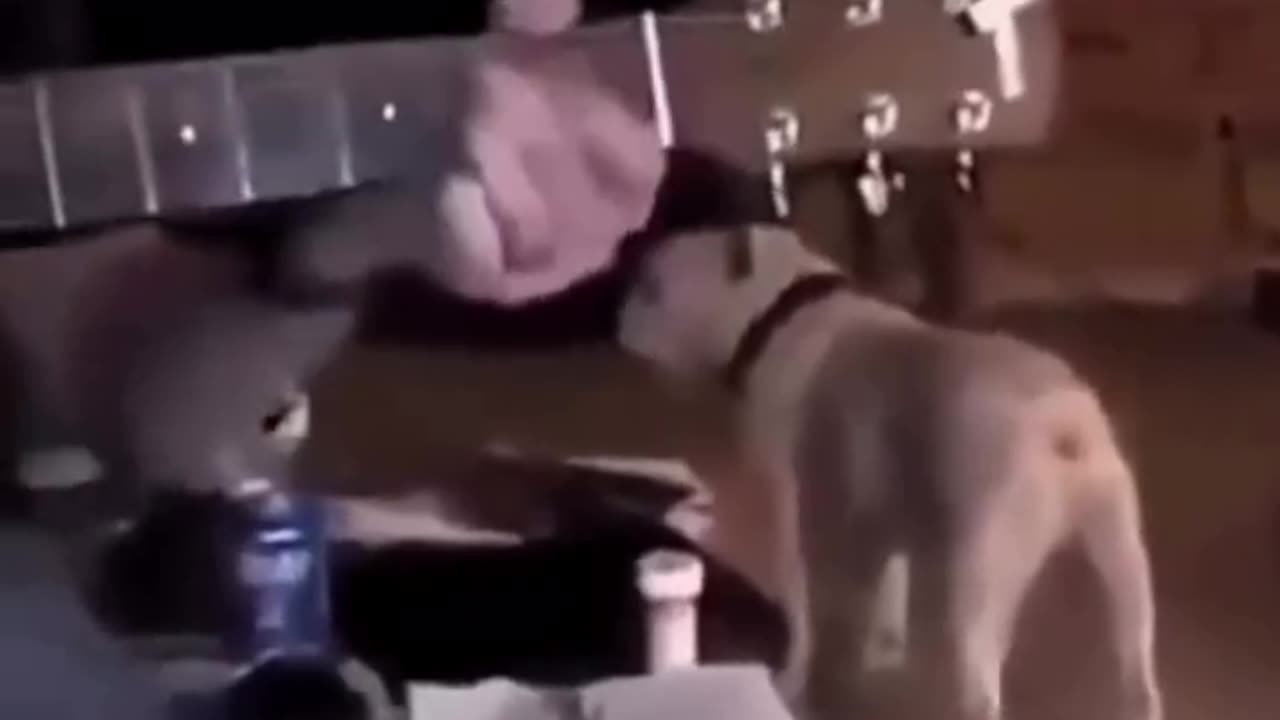 rocking doggy