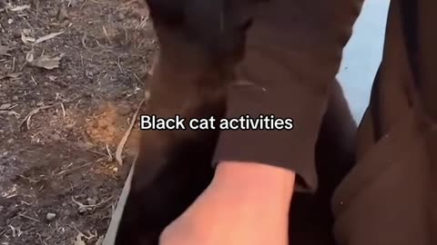 Black cat activities