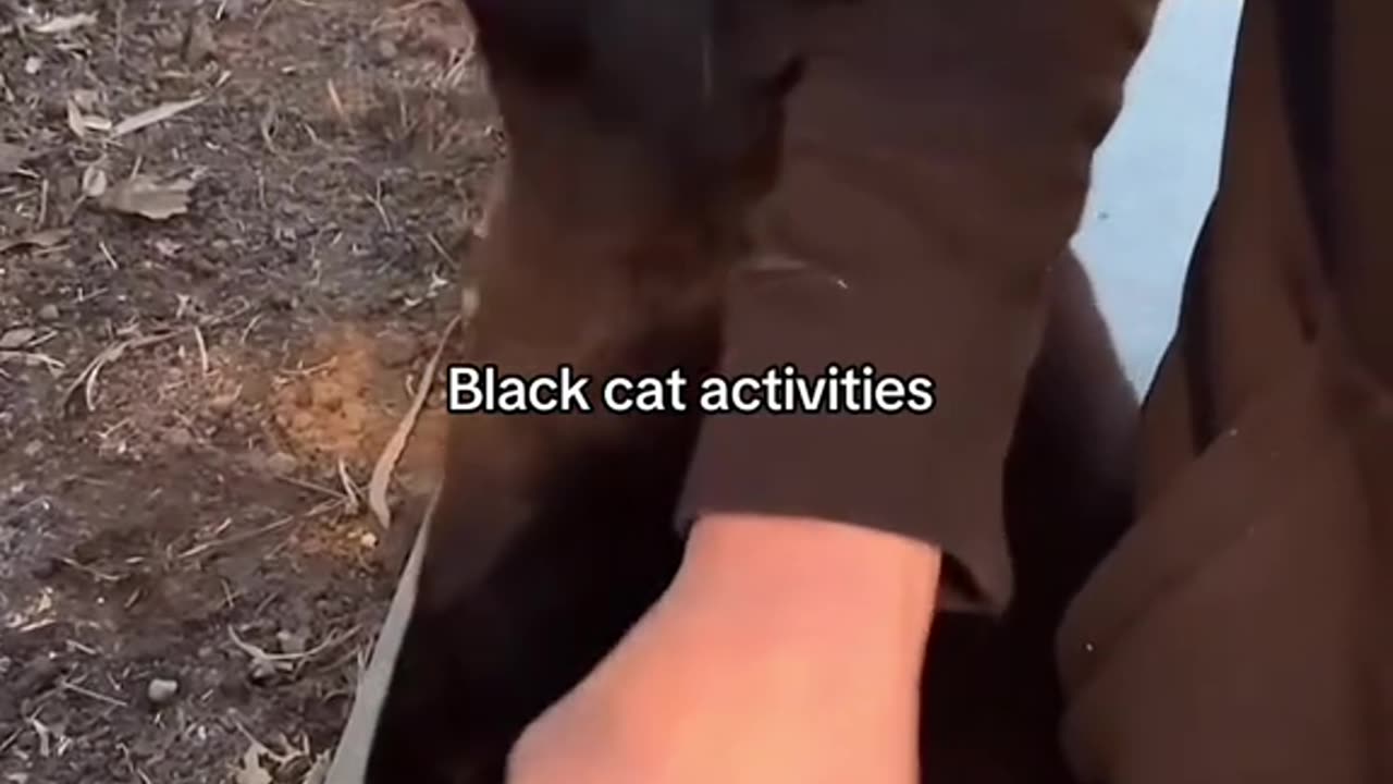 Black cat activities