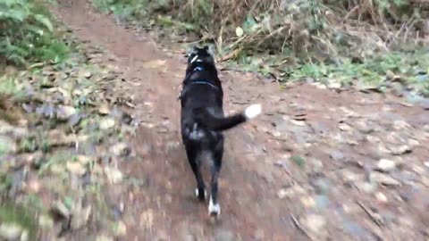 another great old video of Lhasa on the trail