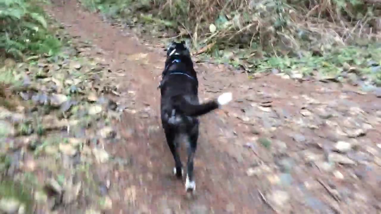 another great old video of Lhasa on the trail