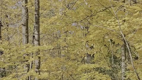 Daily Horoscope | Taurus 🌟