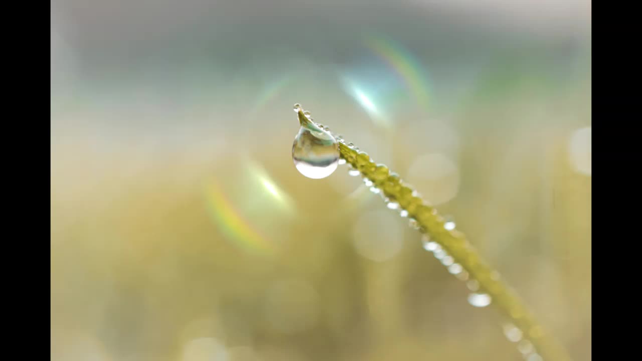 Lord Winter - Dew