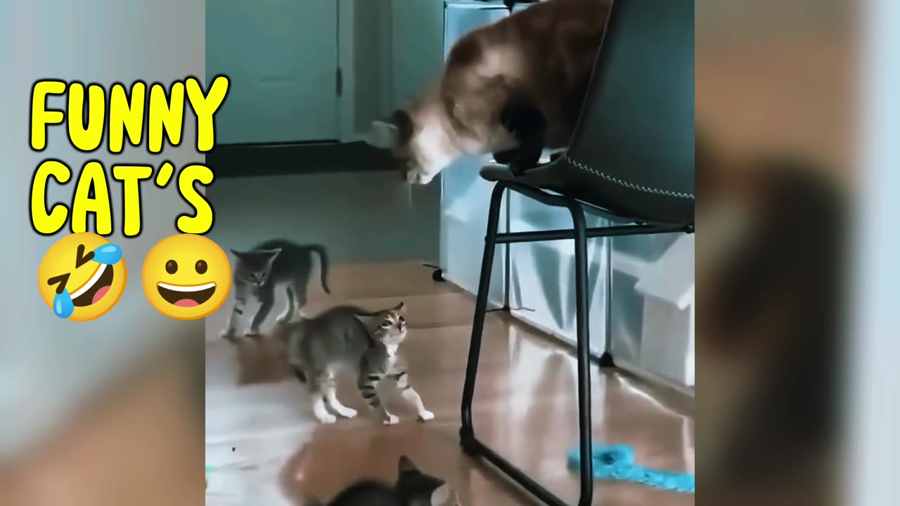 FUNNY CAT'S VIDEO 🤣🤣
