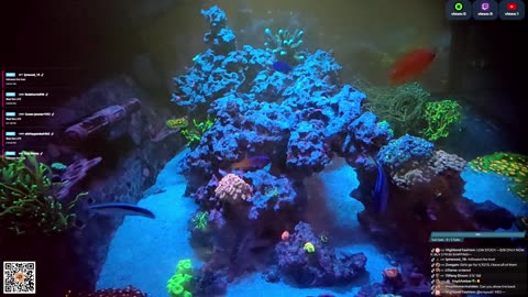 24/7 Real Live Reef Stream