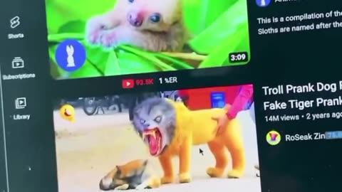 fun rap cat and dog funy