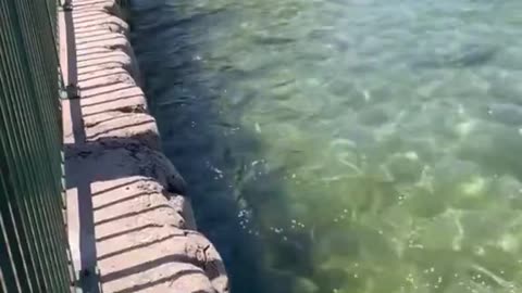 Liberal woman is OUTRAGED over ducks having s*x.. WTF is wrong with these people!