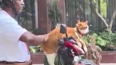Funny kitties 😂