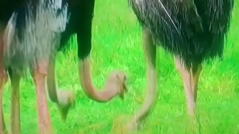 “Fast, Furious & Feathered: You Won’t Believe What This Ostrich Did!