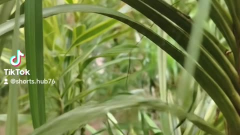 Natural video Green 💚