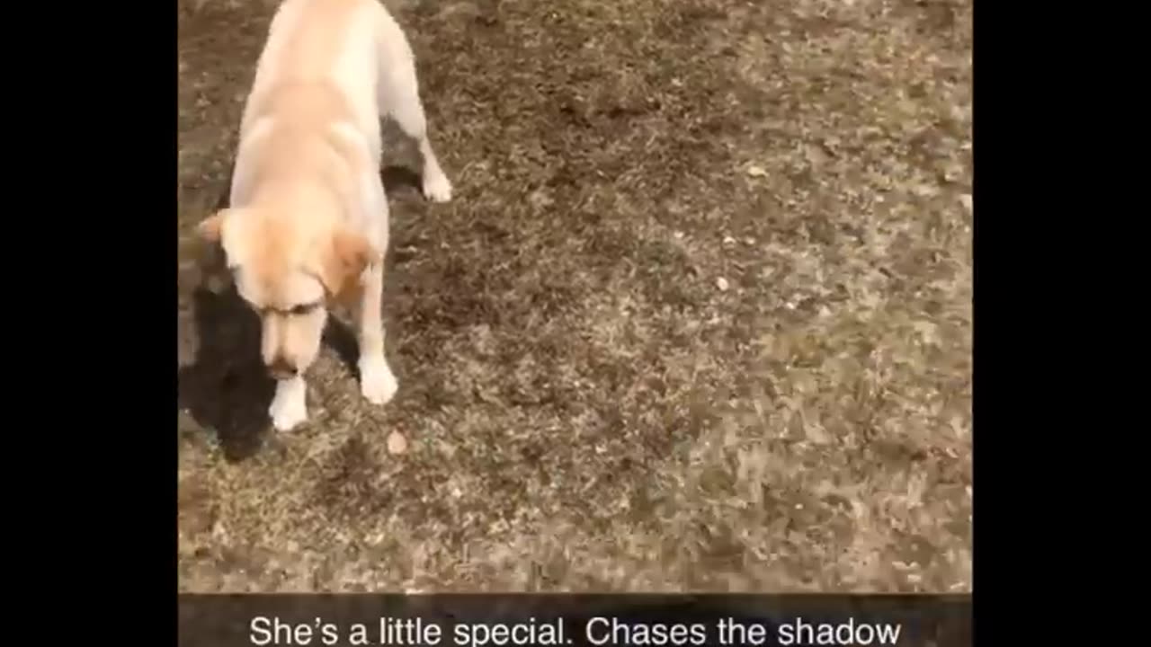 Please Follow me ,TRY NOT TO LAUGH [IMPOSSIBLE] [CLEAN] Funny Animal Videos - Funny Cats And Dogs