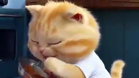 police came for a blood cat