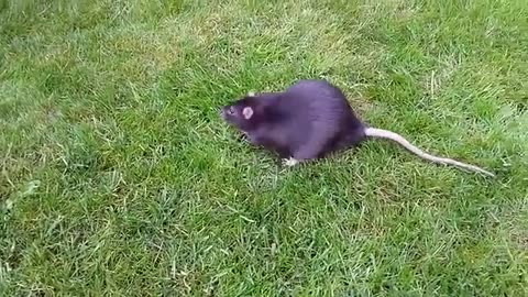 Fat Black Cat