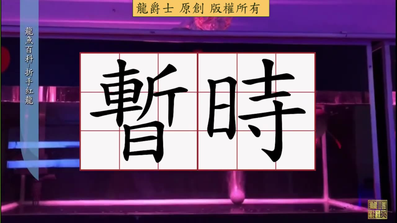 【龍爵士】龍魚百科 紅龍折手