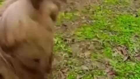Lustige Tiervideos