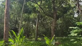 Rescatan a monos aulladores en medio de ola de calor en México