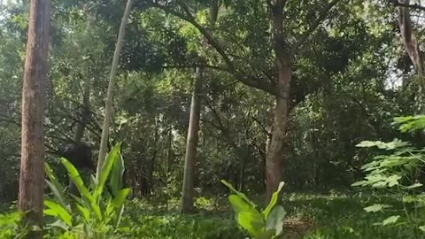 Rescatan a monos aulladores en medio de ola de calor en México