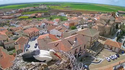 💨💨 STORK, NEST AND EGG DRAWN BY THE STORM! 💨💨