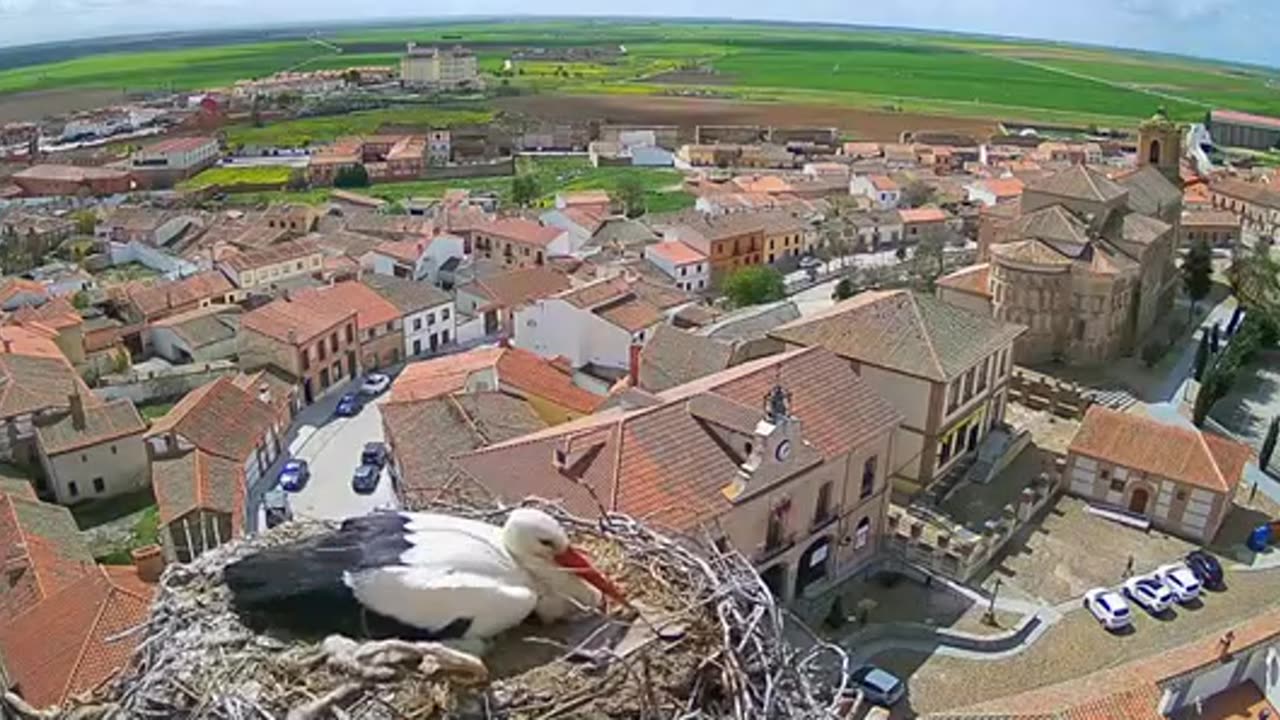 💨💨 STORK, NEST AND EGG DRAWN BY THE STORM! 💨💨