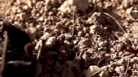 🐜 Bulldog Ants Nature’s Sharpshooters with Killer Vision 👁️🔥