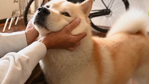 Animals love