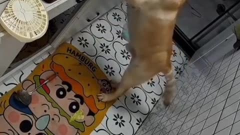 He is hungry 🥺