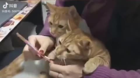 Funniest Animals 🐧 - Best Of The Funny Animal Videos