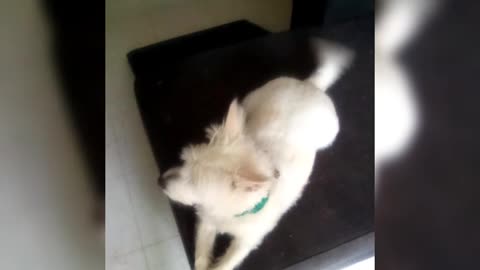 dog