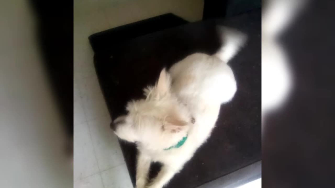 dog