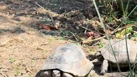 Northern Cyprus Aggressive Tortoises