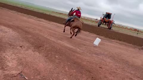 Mule Spooked After Man Throws Trash