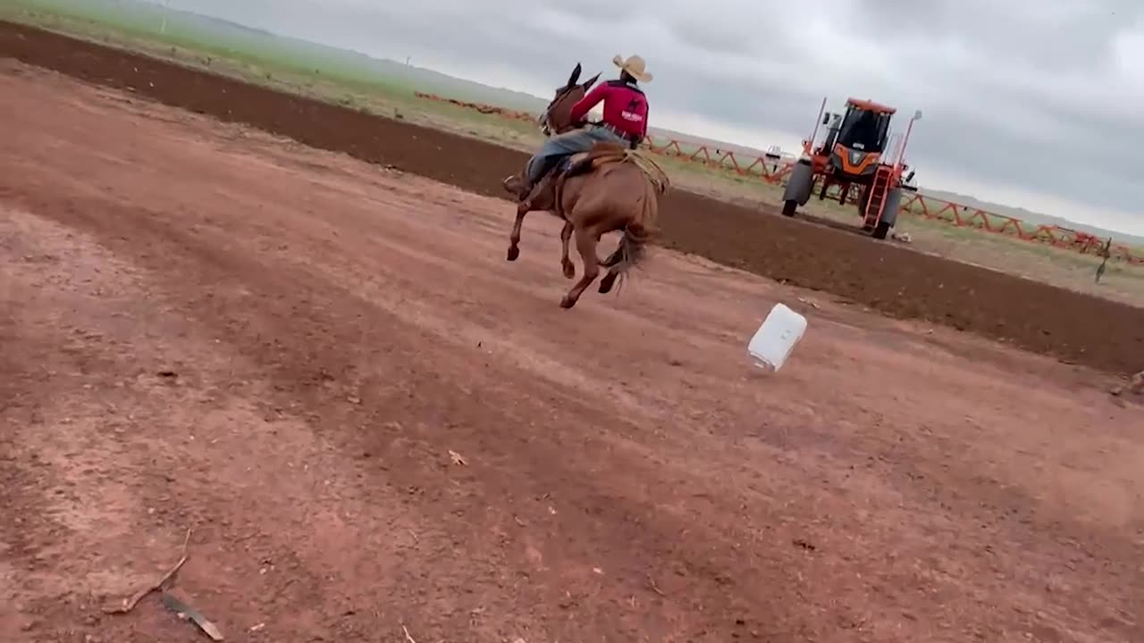 Mule Spooked After Man Throws Trash