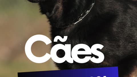 Curso Detentores De Cães Perigosos Ou Potencialmente Perigosos