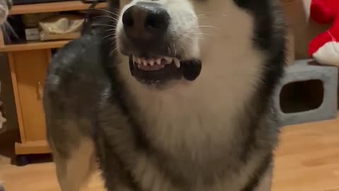 Animals Funny Video