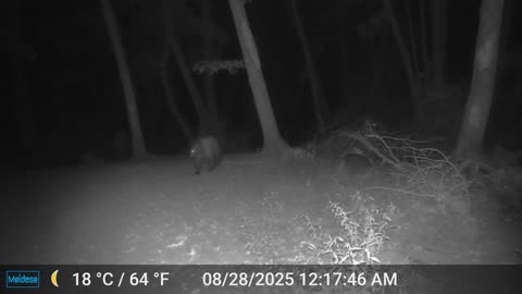 Mama Bear and Cub