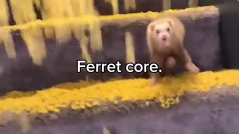 😂🐹 This Ferret's Core is Unbelievable! | FunFM