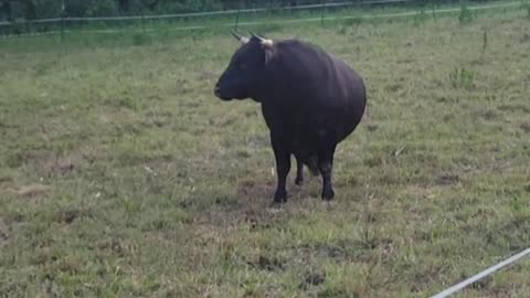 Clint had an itch #cows #dextercows #itching #ytshorts