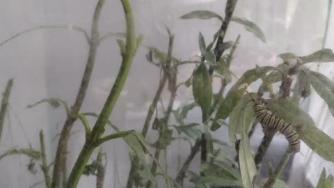 Mother Monarch update 5 10 2025