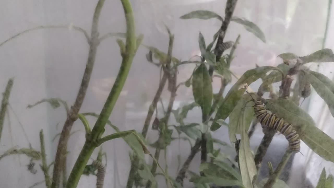 Mother Monarch update 5 10 2025