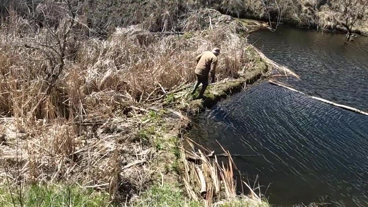 Trapped 80 Beaver In 6 Weeks. We Did It!