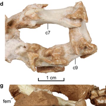 Natovenator: The Swimming Dinosaur of Mongolia