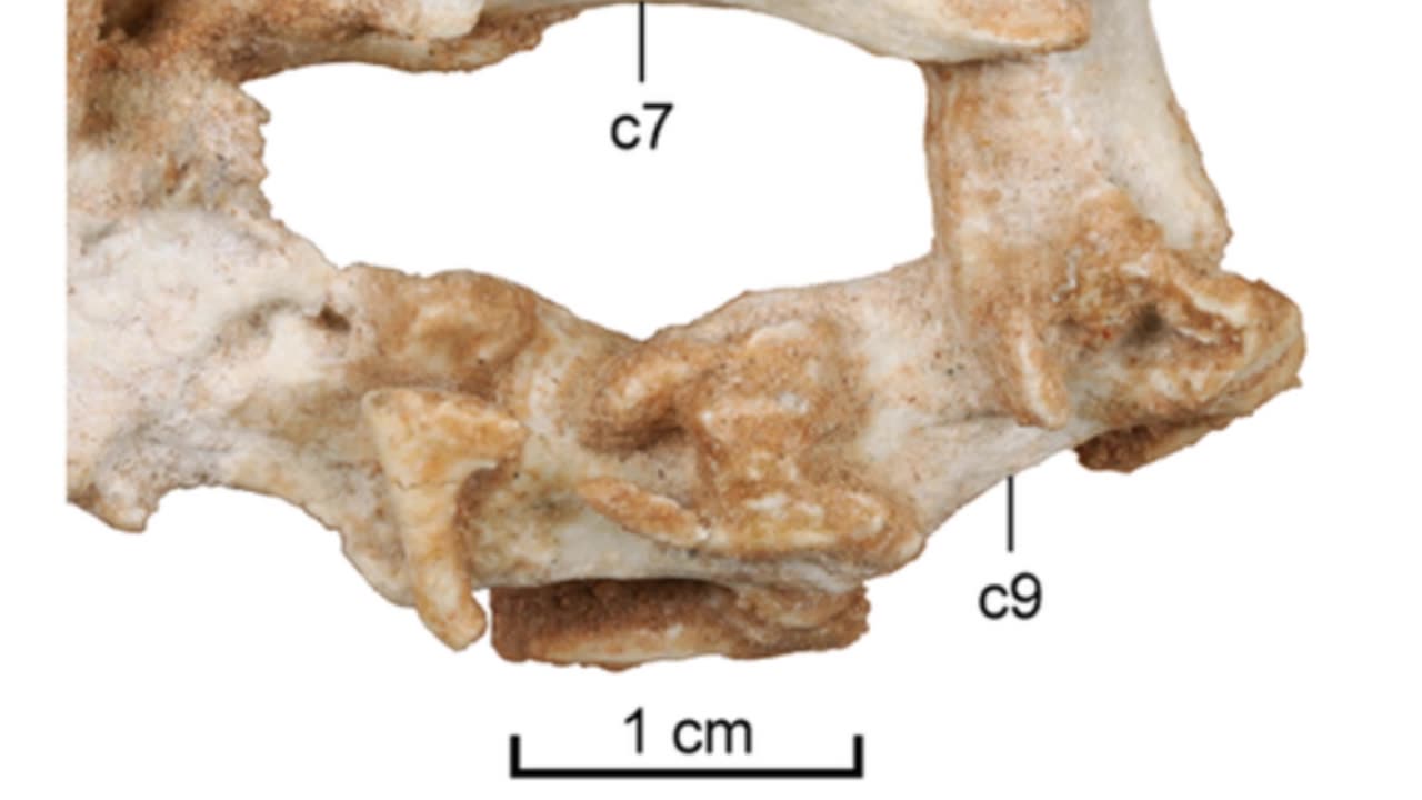 Natovenator: The Swimming Dinosaur of Mongolia